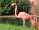 American Flamingo (WWT Slimbridge September 2012) - pic by Nigel Key